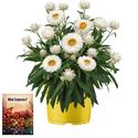 Afbeelding van Ms P12 Bracteantha white